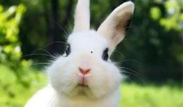 网红吃瓜小兔子视频下载,揭秘热门视频背后的下载狂潮